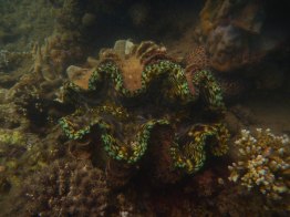 A giant clam - something new in the sanctuary!