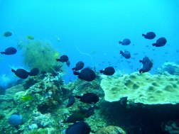 Chromis contently hovering over soft and hard corals