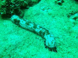 A crawling sea cucumber in Mabua depths