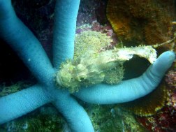 Symbiotic dependence - scorpionfish over a seastar!