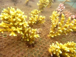 Yellow corals