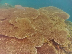 Wide table corals