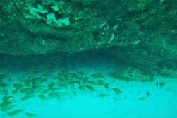 Cardinals & goliath grouper in a cavern